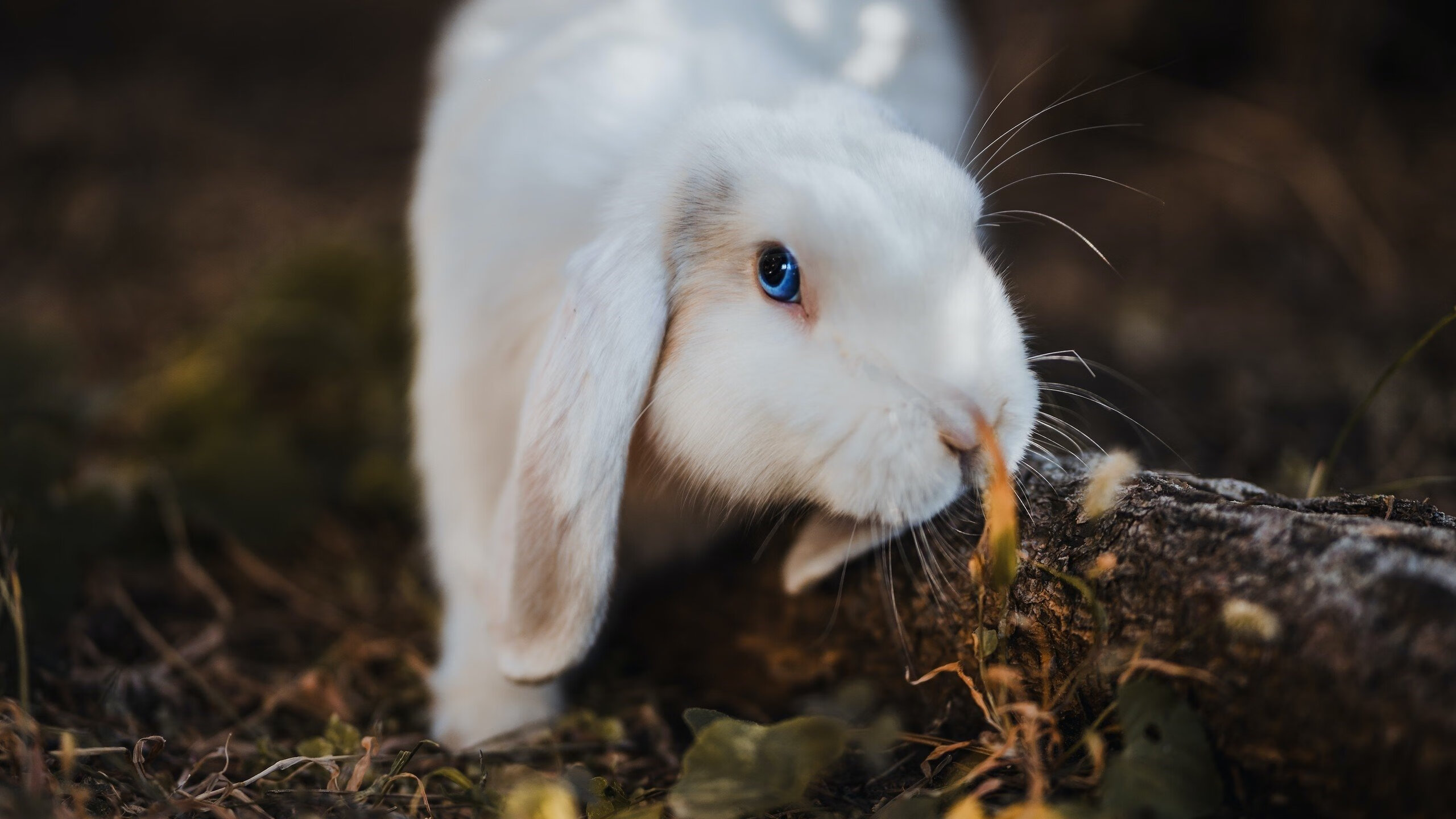 中国驻菲律宾大使馆联合湾区翼龙篮球队等举办篮球慈善活动，促进中菲体育文化交流。