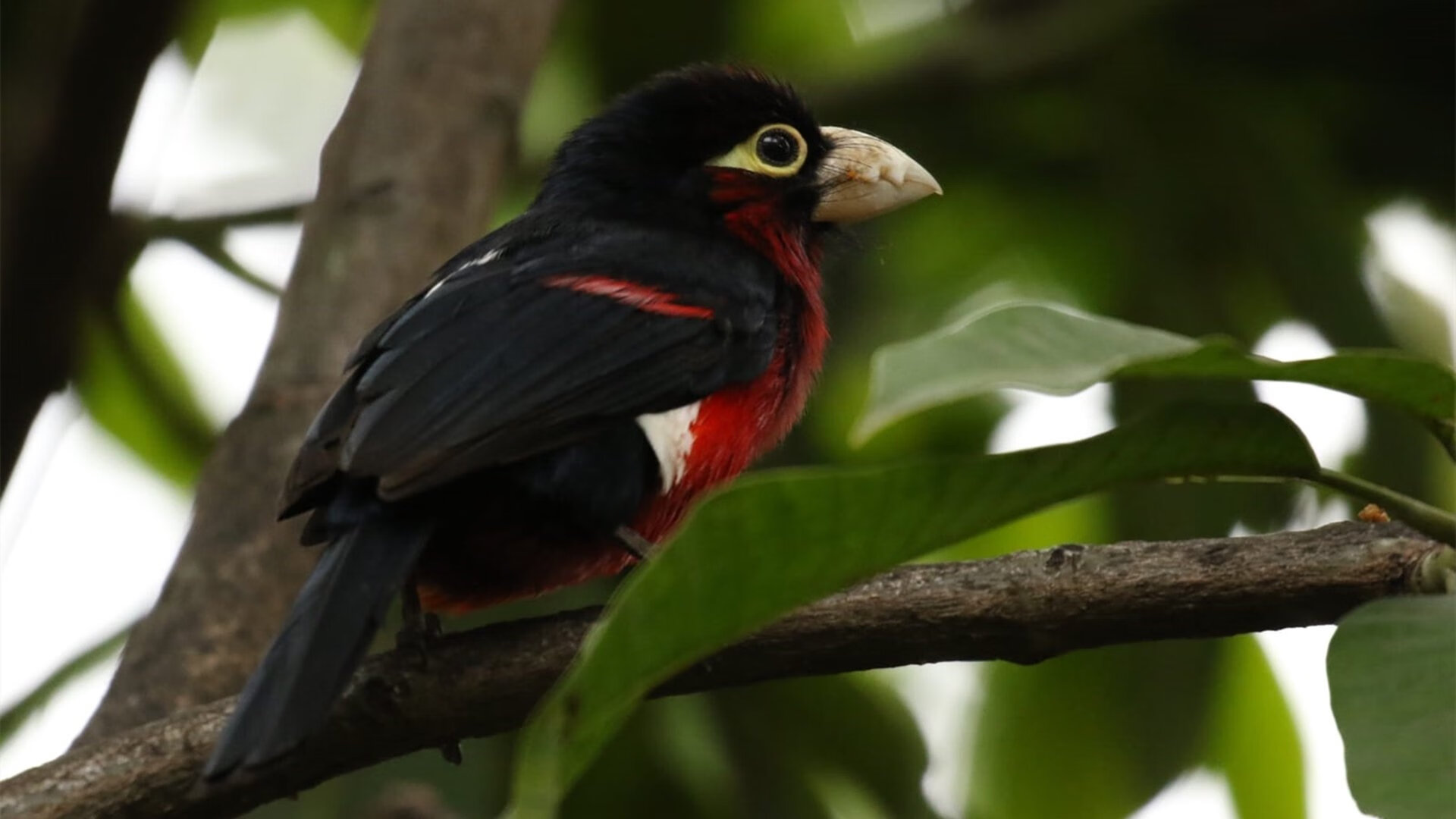 今年联盟三分命中率排名前十的队伍都有哪些亮点？，联盟第一三分命中率